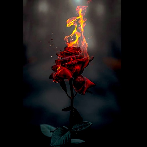 Meet your Posher, Alyssa - Picture 1 of 1